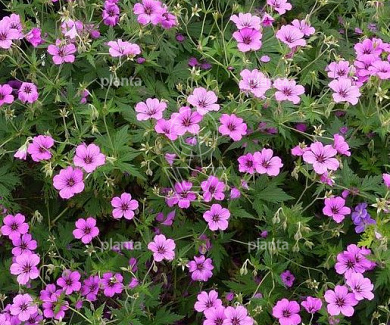 Geranium 'Patricia'