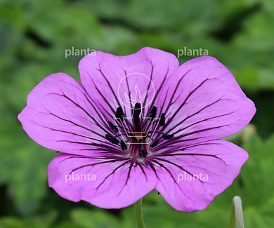 Geranium 'Pink Penny'