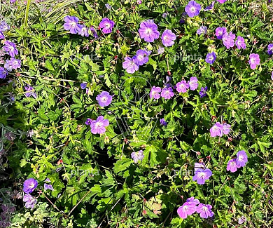 Geranium 'Rozanne'