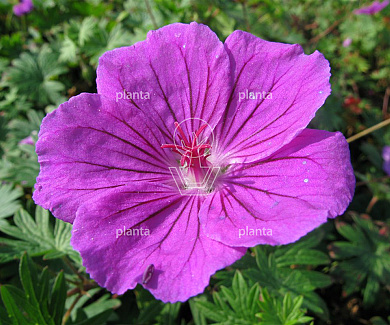 Geranium 'Tiny Monster'