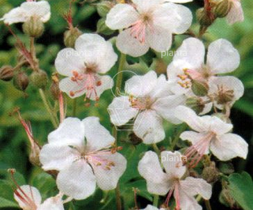 Geranium cantabrigiense 'Biokovo'