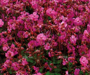 Geranium cantabrigiense 'Cambridge'
