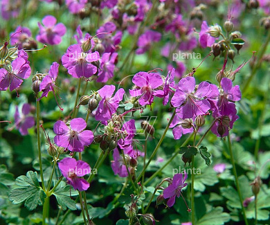 Geranium cantabrigiense 'Karmina'