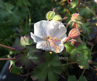 Geranium cantabrigiense 'St Ola'