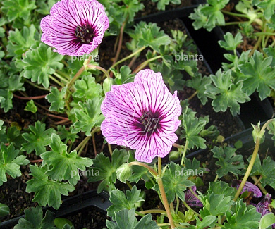 Geranium cinereum 'Ballerina'