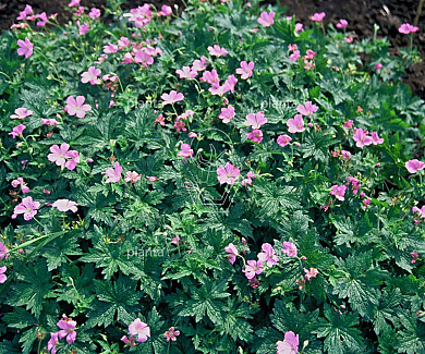 Geranium endressii