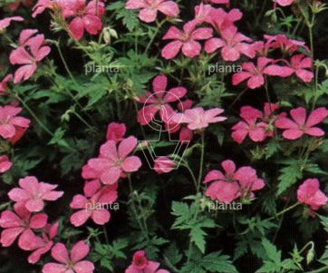Geranium endressii 'Wargrave Pink'