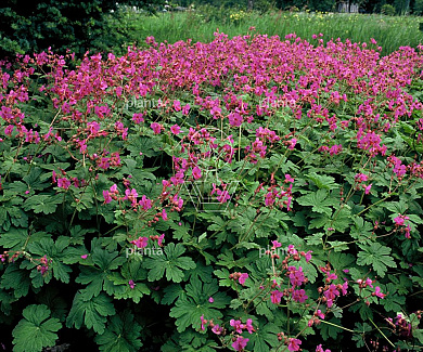 Geranium macrorrhizum 'Bevan's Variety'