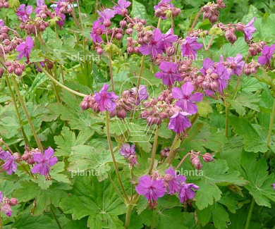Geranium macrorrhizum 'Czakor'