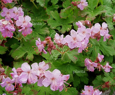 Geranium macrorrhizum 'Ingwersen's Variety'