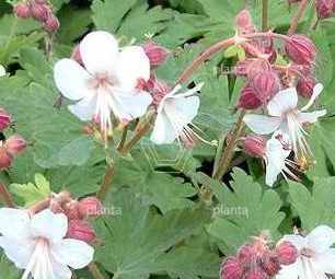 Geranium macrorrhizum 'Spessart'