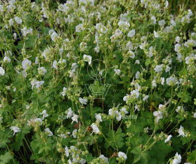 Geranium macrorrhizum 'White Ness'