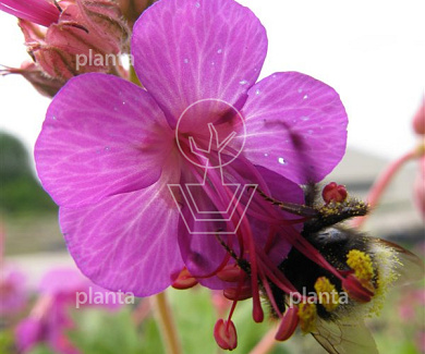 Geranium macrorrhizum