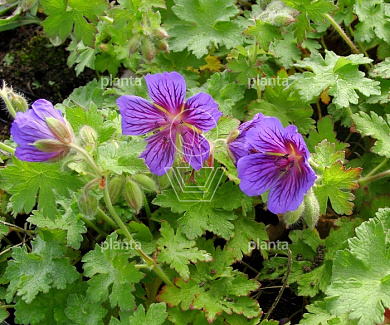Geranium magnificum