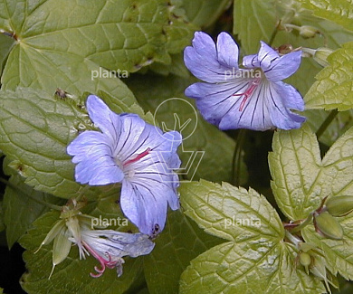 Geranium nodosum