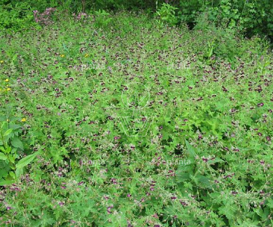 Geranium phaeum