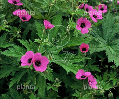 Geranium psilostemon
