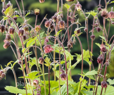 Geum rivale