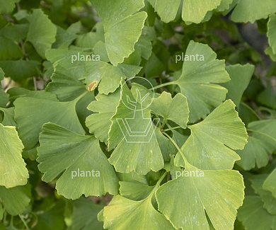 Ginkgo biloba