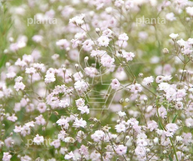 Gypsophila 'Rosenschleier'