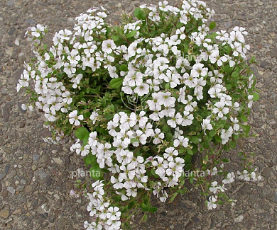 Gypsophila cerastioides