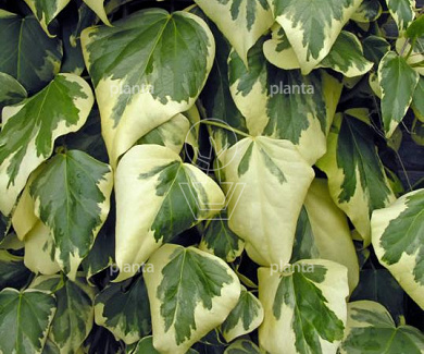 Hedera colchica 'Dentata Variegata'