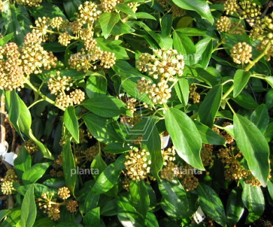 Hedera colchica 'Fall Favourite' (=Arborescens)