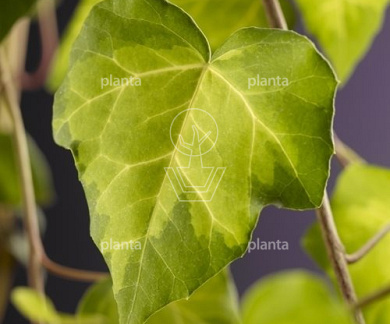 Hedera colchica 'Sulphur Heart'