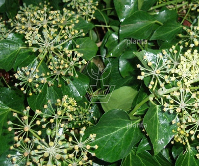Hedera helix 'Arborescens'