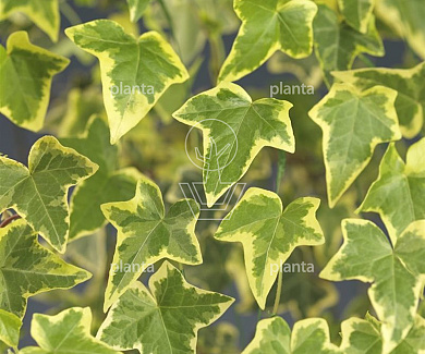 Hedera helix 'Goldchild'