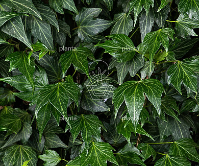 Hedera helix 'Green Ripple'