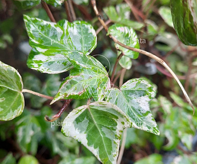 Hedera helix 'Kolibri'