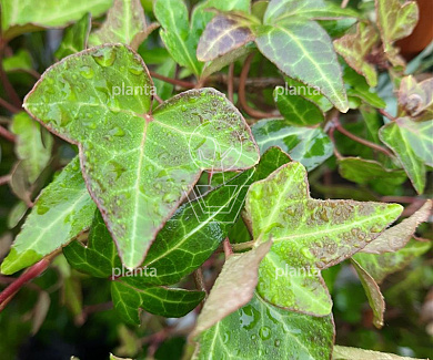 Hedera helix 'Shamrock'