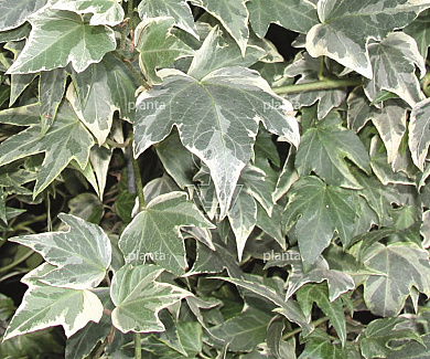 Hedera helix 'White Ripple'