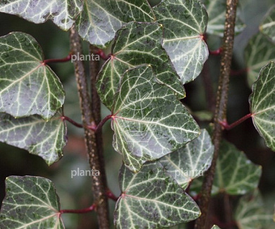 Hedera helix 'Woerner'