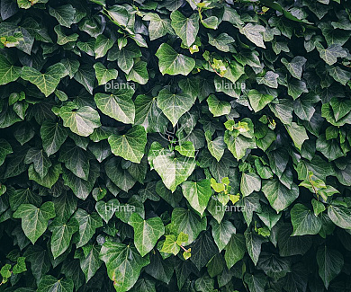 Hedera helix 'Woerner'