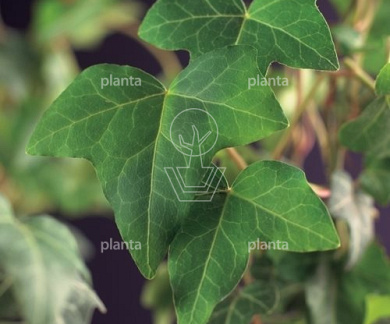 Hedera helix