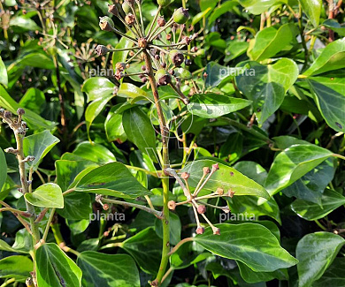 Hedera hibernica 'Arbori Compact'