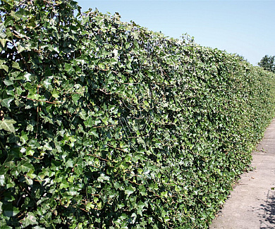 Hedera hibernica 