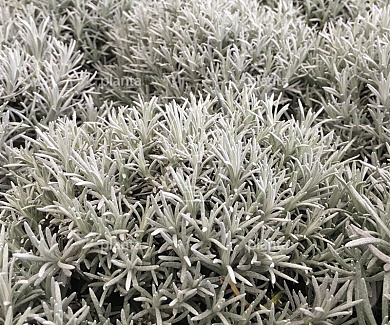Helichrysum italicum