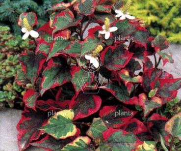 Houttuynia cordata 'Chameleon'