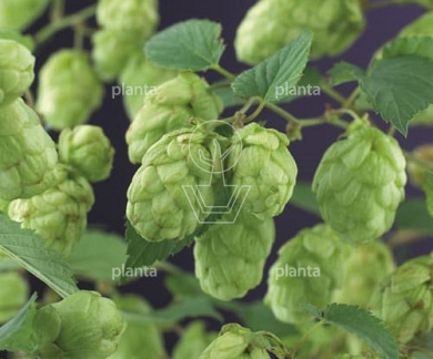 Humulus lupulus 'Nordbrau'