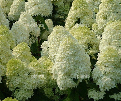 Hydrangea paniculata 'Limelight'