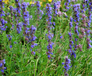 Hyssopus officinalis