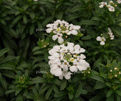 Iberis sempervirens 'Masterpiece'