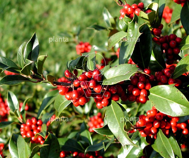 Ilex aquifolium