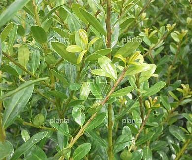 Ilex crenata 'Caroline Upright'
