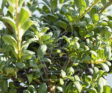 Ilex crenata 'Convexa'