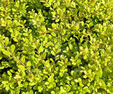 Ilex crenata 'Golden Gem'