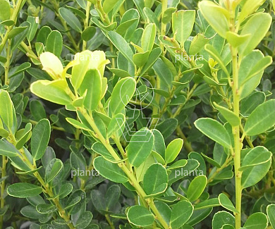 Ilex crenata 'Green Hedge'